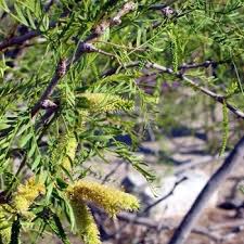 Image result for Prosopis glandulosa