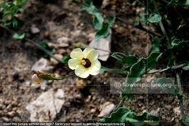 Image result for Xenostegia tridentata