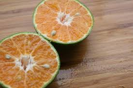Citrus fruit salad trees grow different citrus fruits on the same tree. Mandarin Lime Rangpur Lime Hybrid Leeming Fruit Trees Facebook