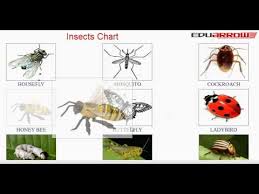 insects chart