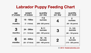 Labrador Puppy Growth Chart Food Anta Expocoaching Ray