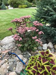 Image result for Sedum