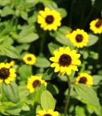 Image result for foto Vitálka