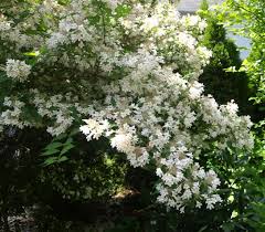 Image result for Kolkwitzia amabilis