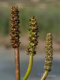 Image result for Potamogeton nodosus