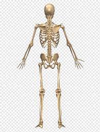 The muscles of the back can be classified as either deep, intermediate and superficial. Skeletal System The Skeletal System Human Skeleton Human Back Human Body Skeleton Human Anatomy Arm Png Pngwing