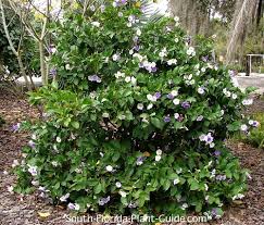 Maybe you would like to learn more about one of these? Yesterday Today And Tomorrow Plant