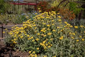 Image result for Oxygonum fruticosum