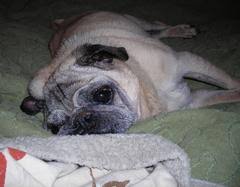 Senior Dog Blog Senior Dog Care Dog Quality