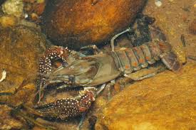 Image result for Scleria procumbens