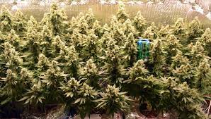 Check spelling or type a new query. Cmh Vs Led O Page 5 Thcfarmer Cannabis Cultivation Network