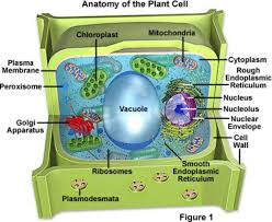 These cells tend to be larger than the cells of bacteria, and have developed. Plant Cell By Suzanne