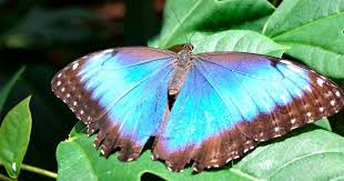 Mariposas Azules Morpho Caracteristicas Y Habitat