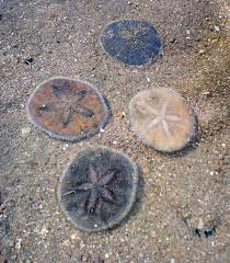 Pretty Sand Dollar Shells And Sand Sea Glass Shell Ocean Creatures