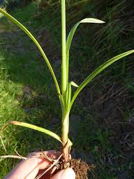 Image result for Cyperus distans