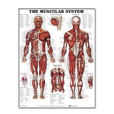 details about muscular system wall chart lifelike silk cloth anatomical poster muscle learning