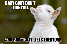Image Result For Goat Memes Funny Goat Memes Goats Funny Baby Goats
