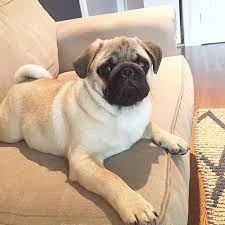 The pug is a square, short, and stocky dog with straight legs. Oh You Re Wearing That Today Pugs Pug Puppy Puppies Pugsnotdrugs Cute Dog Cupcakepugs Pugsofig Thetomcoteshow Puglovers Pugs Pugs Funny Pug Puppy