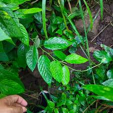 Image result for Pleurolobus