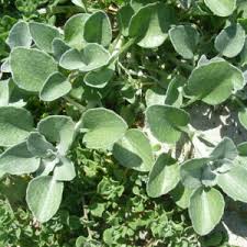 Image result for Arctotheca populifolia