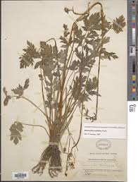 Image result for Ranunculus multifidus