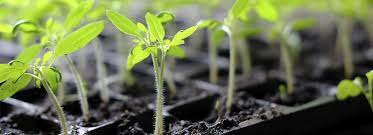 How To Grow Plants From Seeds Step By Step Natria Eva give me the f*cking plant! how to grow plants from seeds step by