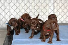 Breeding quality gun dogs for over 20 years. So You Want A Pup Panamerican Pudelpointers