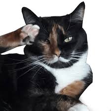 images?q=tbn:ANd9GcT80D2Yv9yFqnNIh0aFsWS