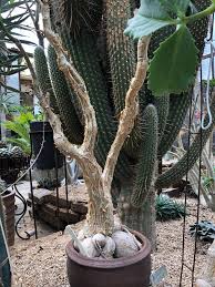 Image result for Cyphostemma obovato-oblongum
