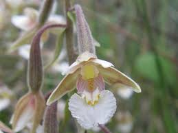 Image result for Epipactis africana