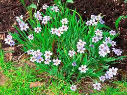 Image result for Gladiolus trichonemifolius