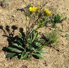 Image result for Berkheya