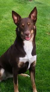 Katrina Walton Photos Videos Of Australian Kelpie Hunde Arbeitshunde Ich Liebe Hunde
