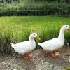 How can you tell if a duck likes you? Https Encrypted Tbn0 Gstatic Com Images Q Tbn And9gcqjrpt4fxtbec7e7fni7h4pul8r2 Cmdqtkuqc7szy6wlrlgym4 Usqp Cau