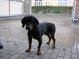 Image result for sedmihradský honič