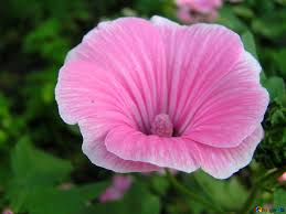 Fiori gialli tecoma stans campanula gialla africa ornamentale su fondo di tessuto bianco. I Fiori Sono A Forma Di Campana Immagine Fiore Sotto Forma D Una Campana Su Una Priorita Bassa Di Erba Immagines Fiore 331 Torange Biz