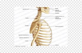 8 name the arteries and the inferiorly where it is attached to the surgical neck of the humerus a finger's breadth below the. Bone Skeleton Neck Shoulder Thorax Skeleton Head Fauna Arm Png Pngwing