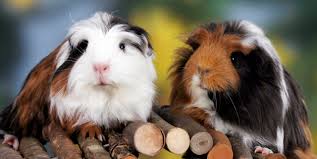 Maybe you would like to learn more about one of these? 75 Best Guinea Pig Names Including Names For Males Females And Pairs