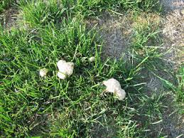 We did not find results for: Slime Mold Showing Up On Turf Turfgrass