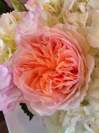 Purple wax flowers, peach david austin roses juliet and yellow coxcomb, filled with red clover, blue sea holly, rosemary, yellow craspedia and light pink astilbes. Juliet Rose David Austin Roses Roses Are Red Violets Are Blue Rose