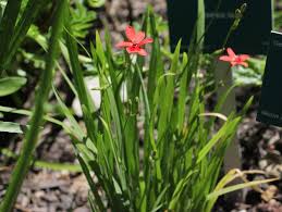 Image result for Freesia laxa