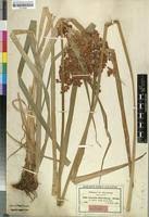 Image result for Cyperus derreilema