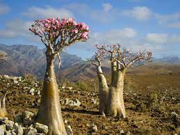 Maybe you would like to learn more about one of these? Adenium Obesum La Rosa Del Desierto Garden Catalunya Plants Sant Vicenc Dels Horts Barcelona