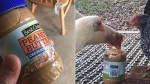Do Chickens Like Peanut Butter I Guess We Ll Find Out Youtube