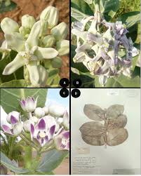 Image result for Calotropis gigantea