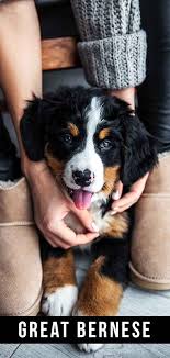 They are calm, but always alert and observing their surroundings, so. Great Bernese Your Great Pyrenees Bernese Mountain Dog Mix