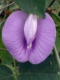 Jenis warna terbagi menjadi aditif dan subtraktif. Terbaik Dari Jenis Bunga Berwarna Ungu Bunga Hias