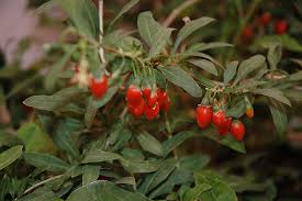 The berries of lycium barbarum are used in traditional medicine in several asian countries to treat inflammation, skin irritation, nose bleeds, aches, and pains and as a sedative. Big Lifeberry Goji Berry Lycium Barbarum Smndbl In Boston Hopkinton Chelmsford Hingham Middleborough Massachusetts Ma At Weston Nurseries