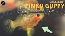 Clear Belly Pinku guppy - YouTube
