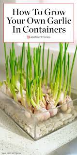Learn How To Grow Garlic In Pots And You Might Never Have To Buy The Store Stuff Again Growing Garlic Grow Garlic Indoors Container Gardening Vegetables